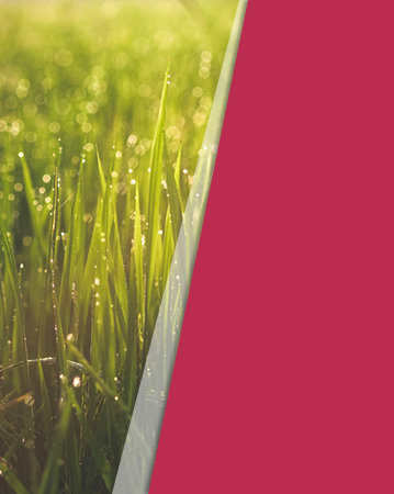 Vendez votre terrain